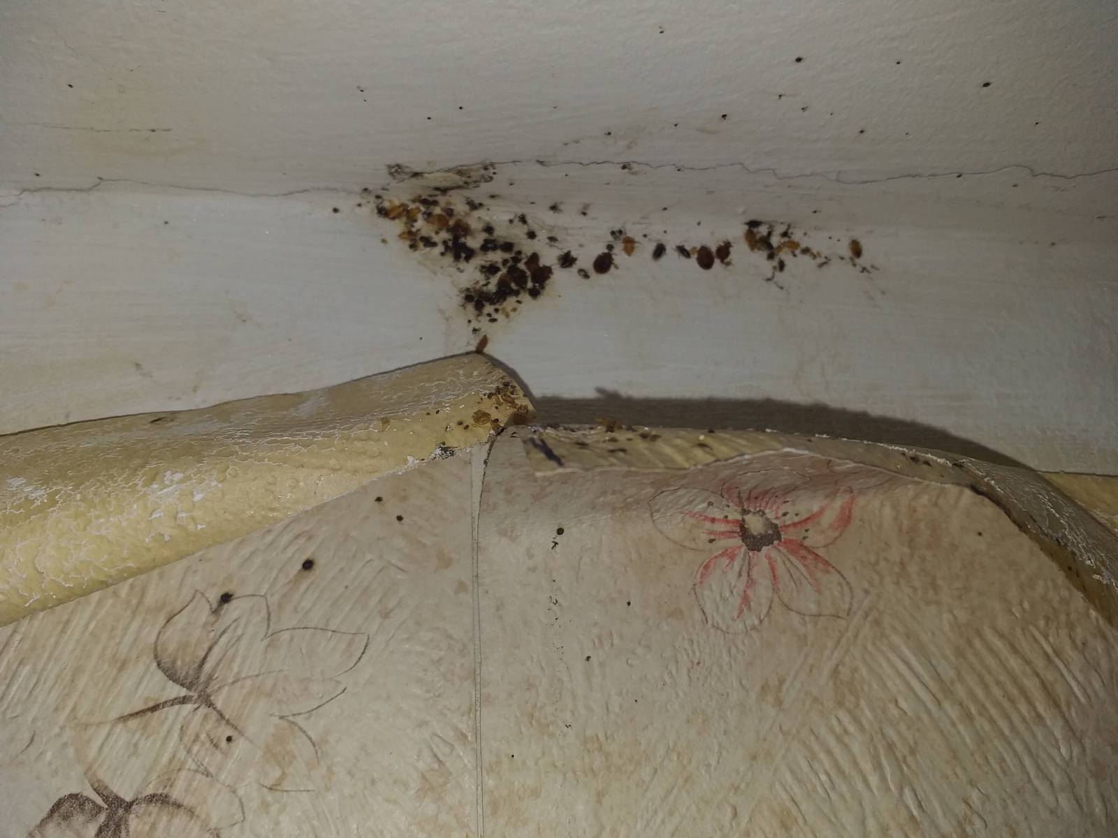 Professionnel pour traitement contre les blattes et désinsectisation de cuisines professionnelles pour les restaurants à Givors dans le Rhône 69700 près de Grigny