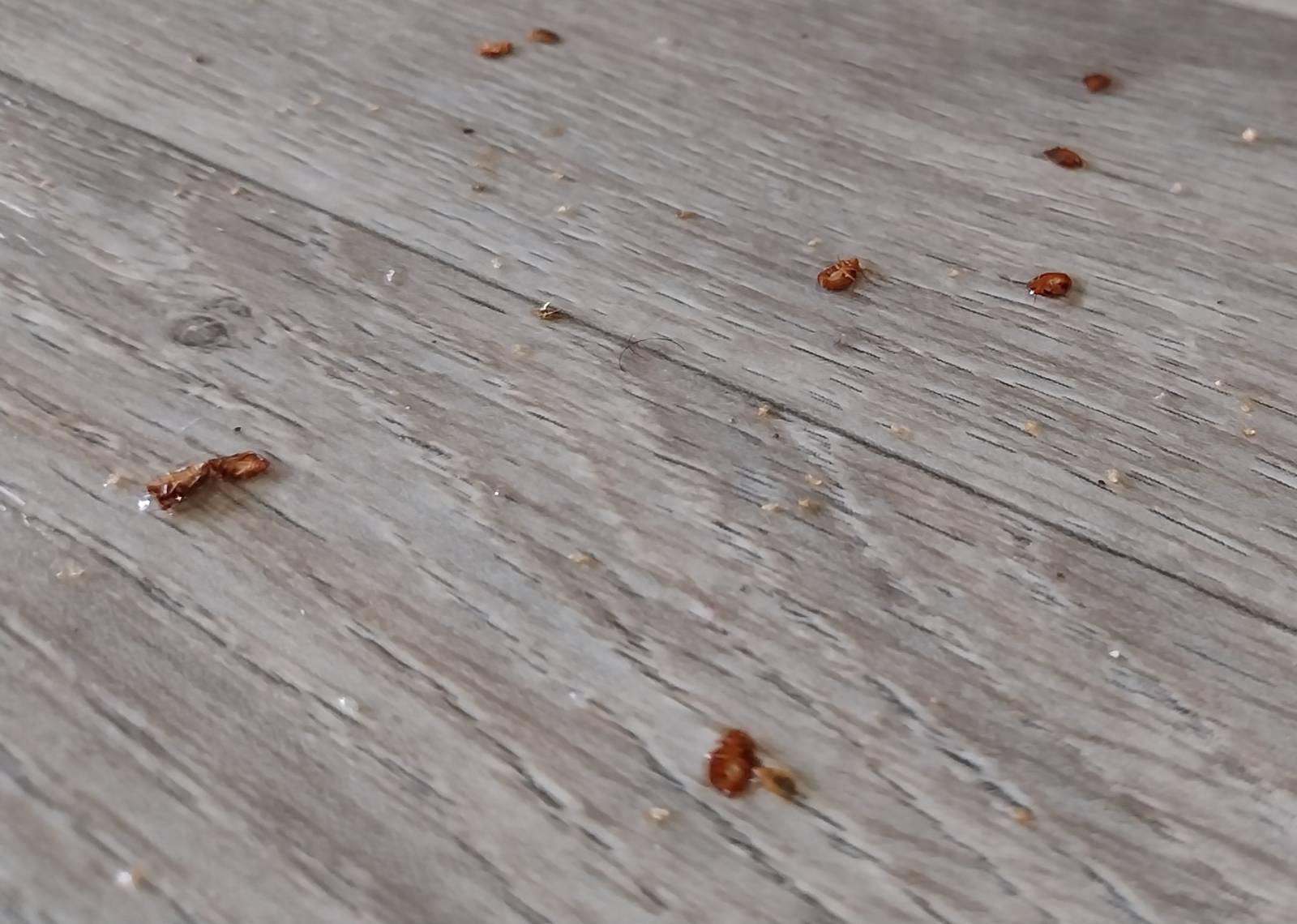 Prix pour dératisation complète d’un hangar agricole avec solutions efficaces et professionnelles à Lyon 69 en Rhône-Alpes près de Villeurbanne