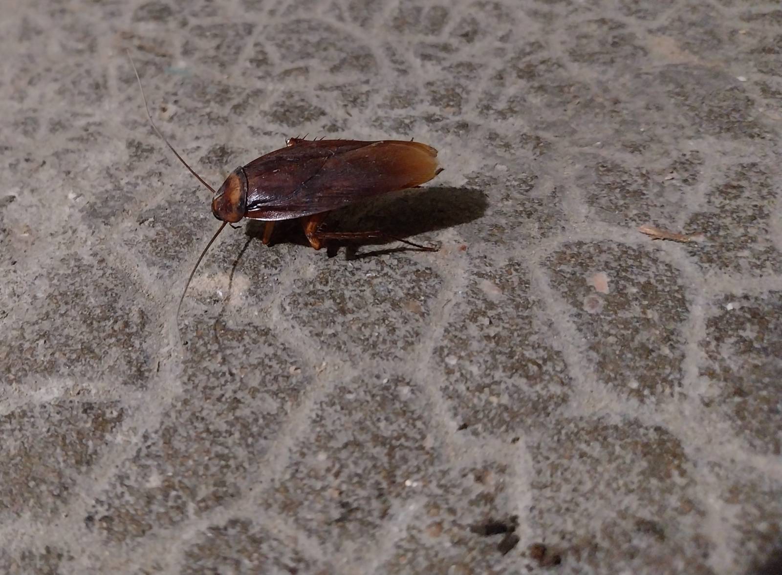 Lutter contre une invasion de rats dans un bâtiment agricole avec solutions de piégeage sans danger pour les animaux domestiques à Givors dans le Rhône 69700 près de Grigny