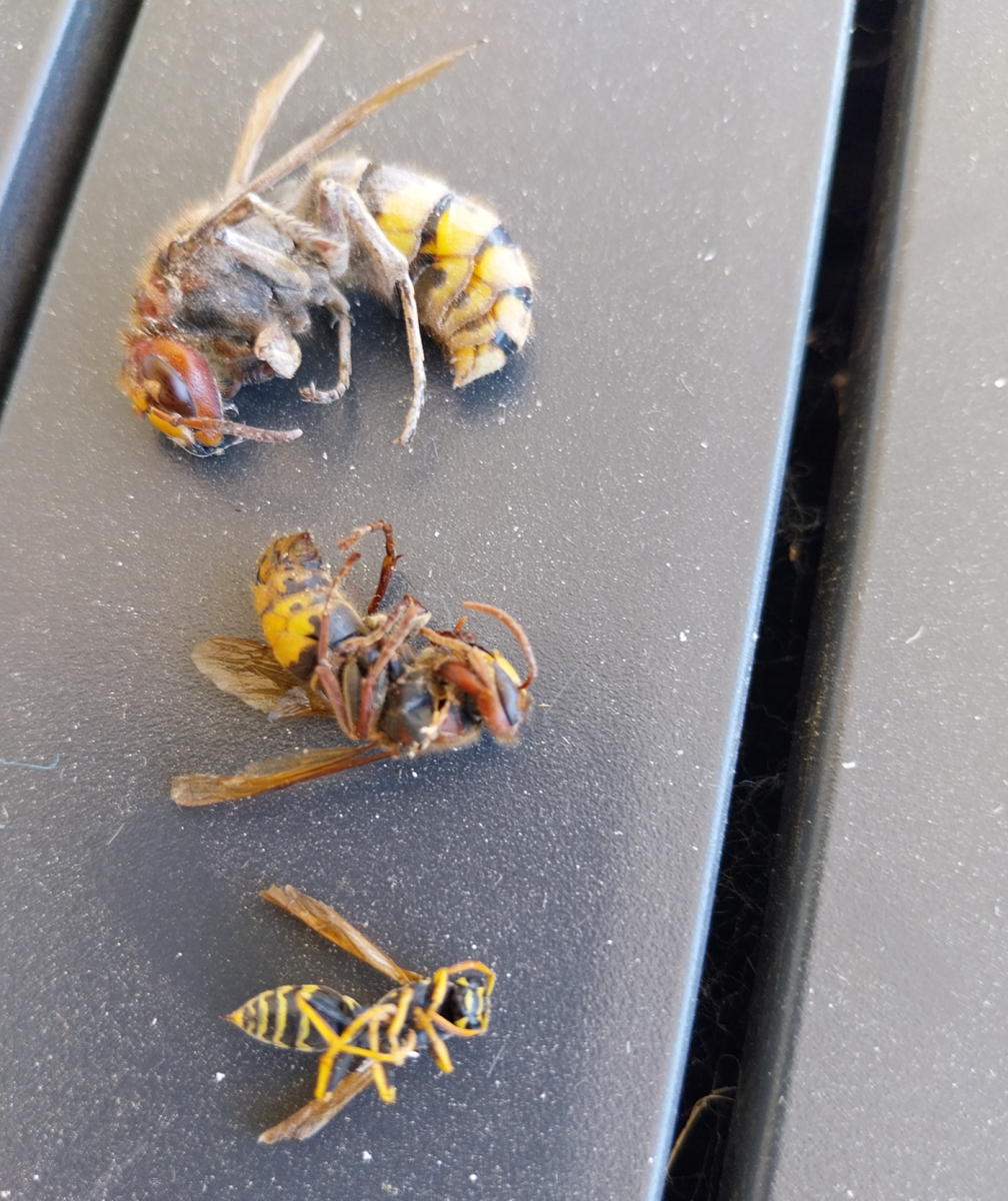 Prix d’un traitement anti-punaises de lit pour des espaces à forte fréquentation avec intervention rapide à Givors dans le Rhône 69700 près de Grigny