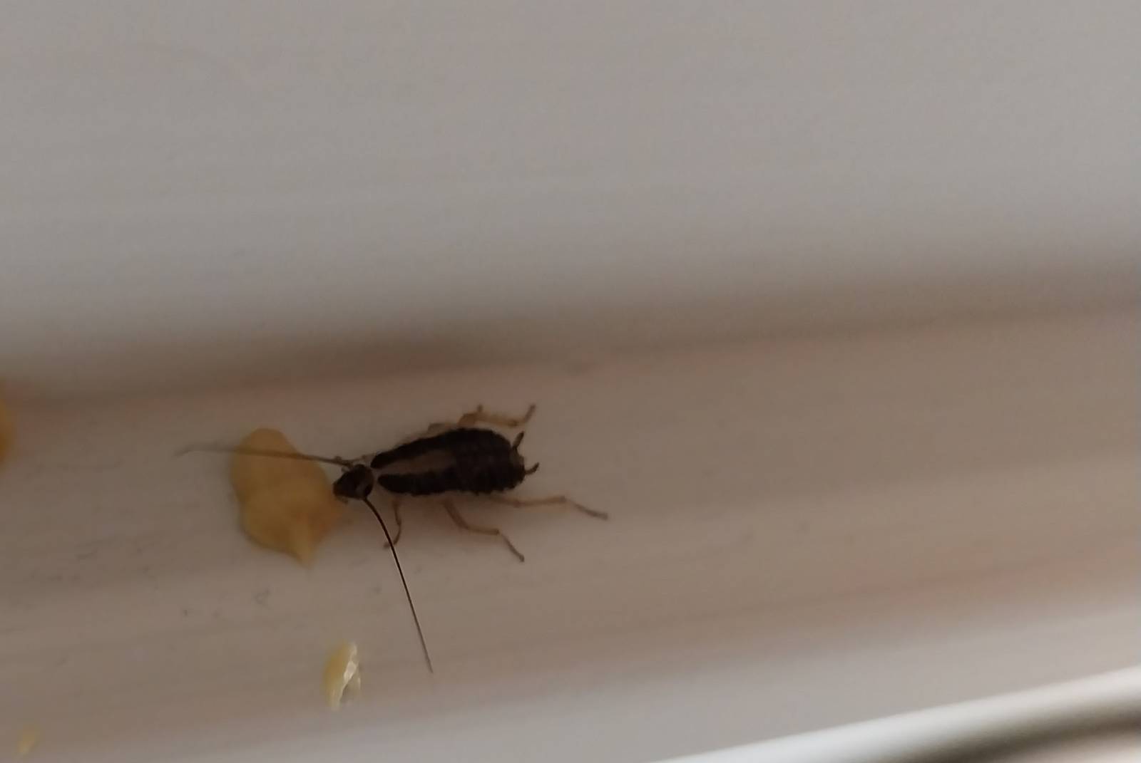 Contrat d'entretien pour la dératisation et l'élimination des blattes dans un restaurant à Villefranche-sur-Saône dans le Beaujolais près de Genay