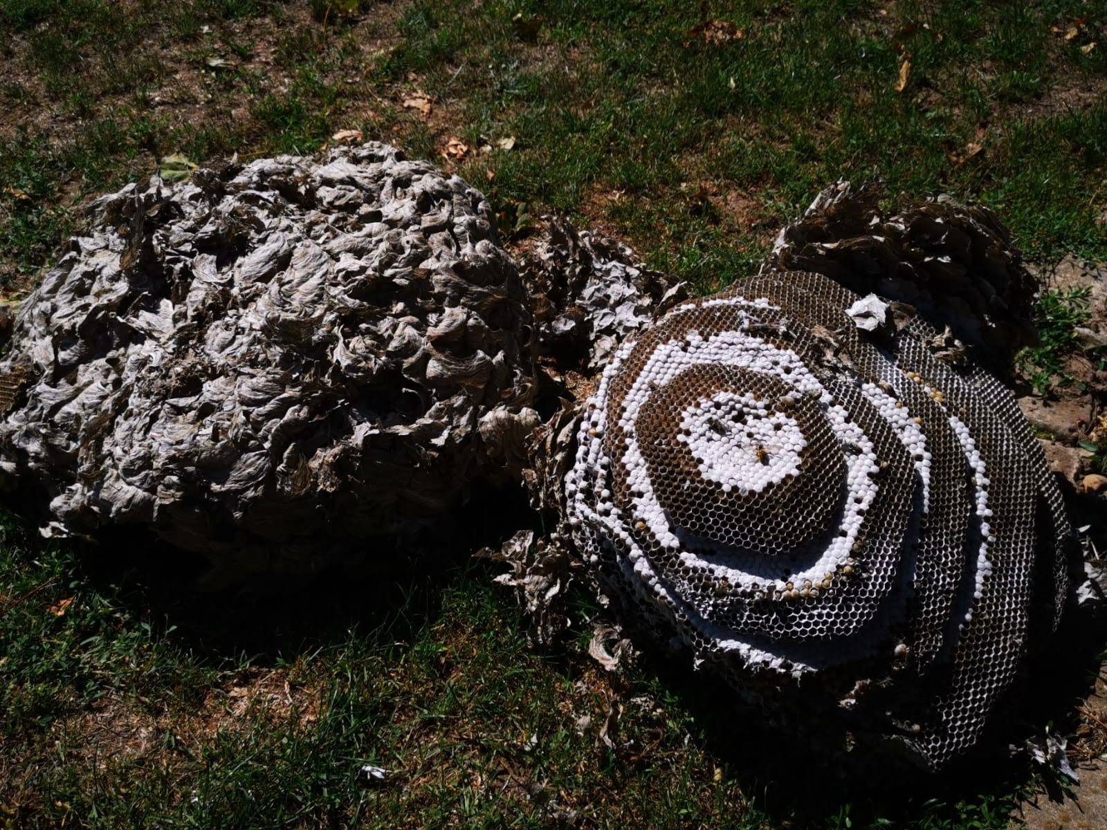 ESIAN Nuisibles intervient, à Lyon, Givors, Villefranche, contre les fourmis, guêpes, rongeurs, punaises de lit pour tous les professionnels.