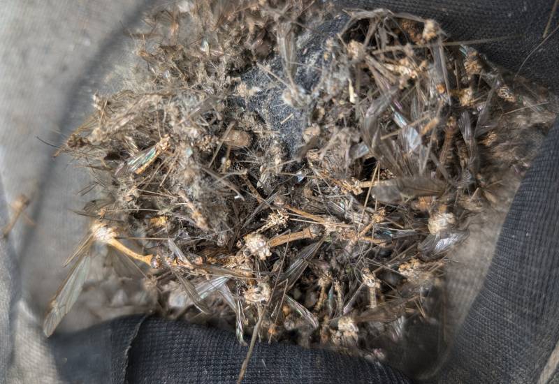 Installation d'un dispositif anti moustiques tigres à Rochetaillée sur Saône près de Lyon dans le Rhône