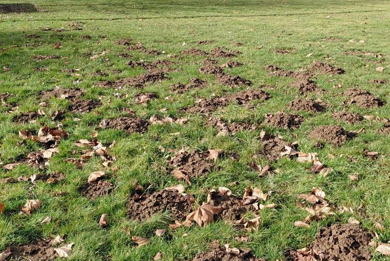 Importante infestation de taupes dans un espace vert communal de l'Ouest Lyonnais : faites appel à un taupier professionnel!