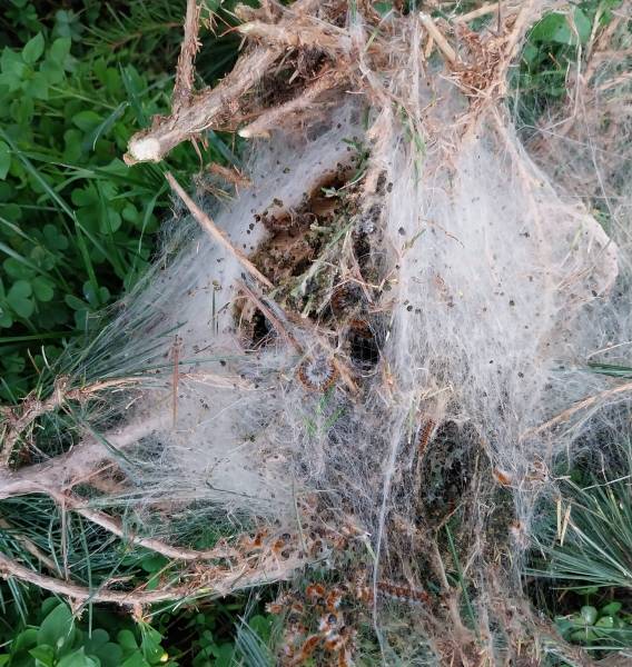 ESIAN Nuisibles intervient rapidement contre les chenilles processionnaires. Destruction de nids, pose de pièges naturels. à Saint-Fons, Francheville, Lyon, et dans tout le département du Rhône