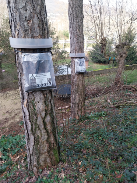 ESIAN Nuisibles propose des solutions écologiques contre les chenilles processionnaires à Lyon et dans tout le département du Rhône