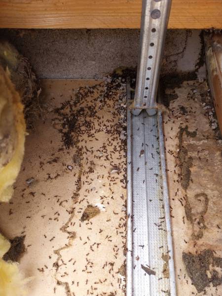 traitement infestation fourmis charpentières Brindas près de Lyon