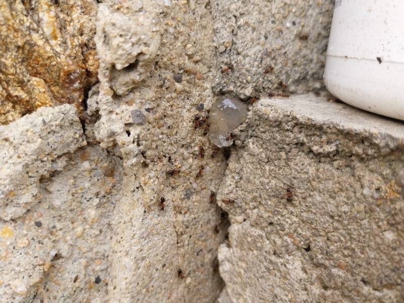 Phobie des fourmis: intervention et traitement à Marennes près de Lyon