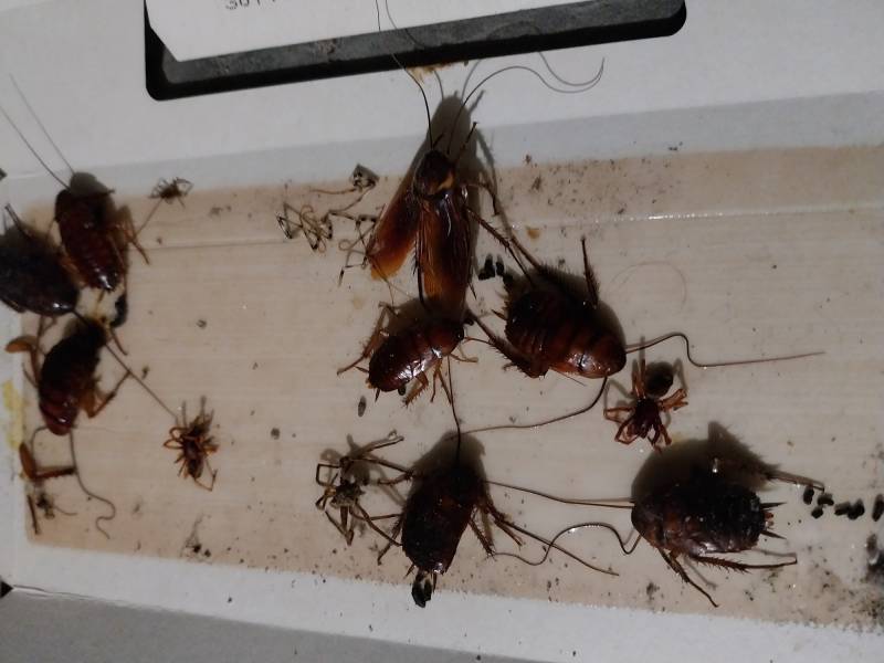 Traitement professionnel contre les blattes, rapide et efficace à Limonest près de Lyon