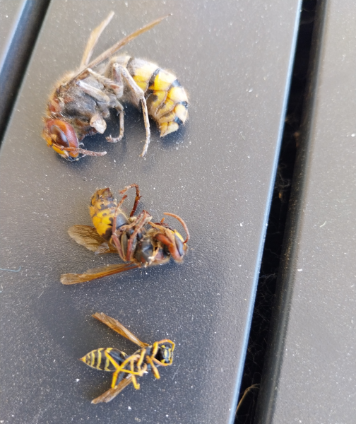 traitement nid de frelons honnête et au meilleur pris à Francheville près de Lyon dans le Rhône