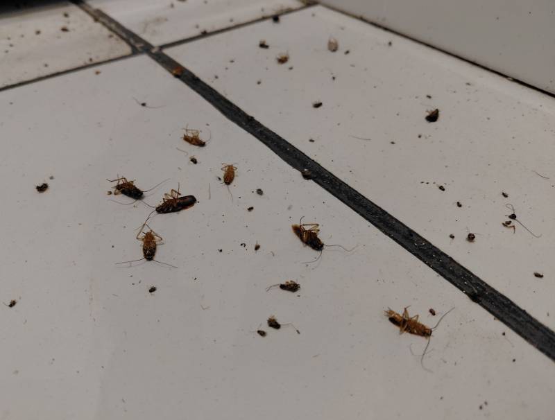 Traitement annuel contre les blattes dans une piscine municipale en banlieue de Lyon dans le Rhône