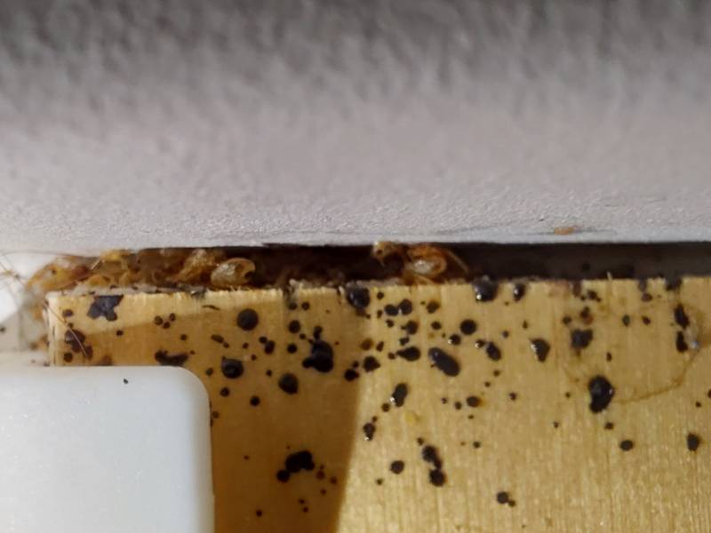 Traitement traditionnel chimique en trois passages contre une importante infestation de punaises de lit à Soucieu En Jarrest près de Lyon dans le Rhône