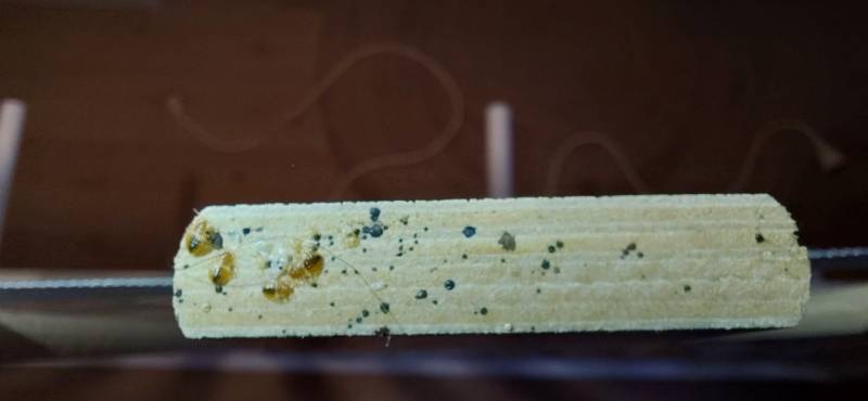 solutions efficaces et traitement professionnel contre les punaises de lit à Givors près de Lyon dans le Rhône