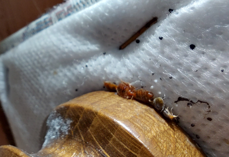 Traitement professionnel chimique en trois passages contre des punaises de lit dans un logement temporaire à Duerne dans le Rhône