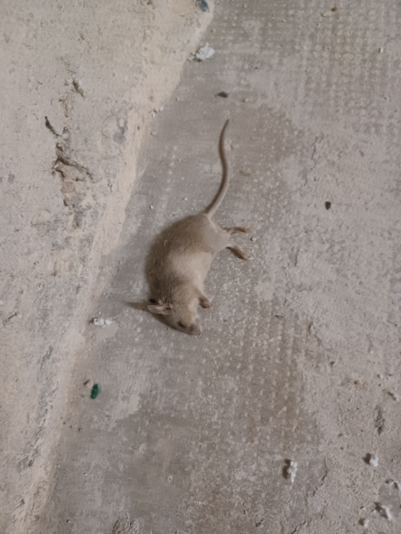 Intervention expert dératisation immeuble ancien Caluire près de Lyon Rhône