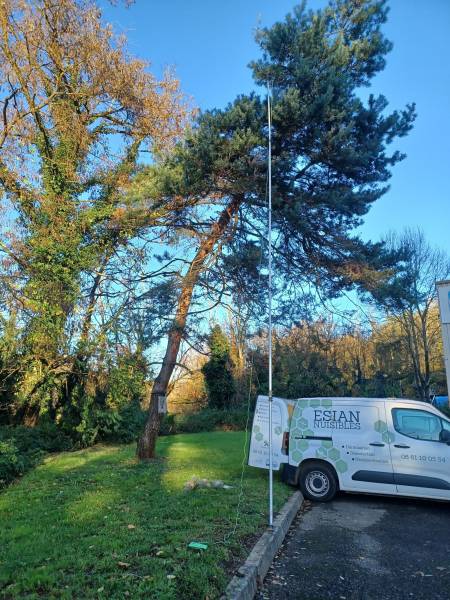 prestation échenillage manuel contre les chenilles processionnaires du pin à Saint-Laurent-de-Chamousset