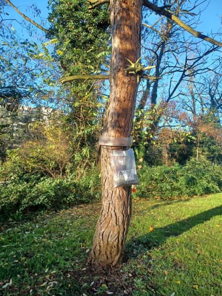 échenillage manuel et pose de pièges naturels contre les chenilles processionnaires en région Lyonnaise et dans le Rhône