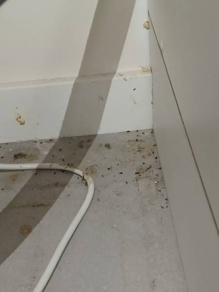 traitement professionnel de dératisation pour un BnB dans le centre de Lyon