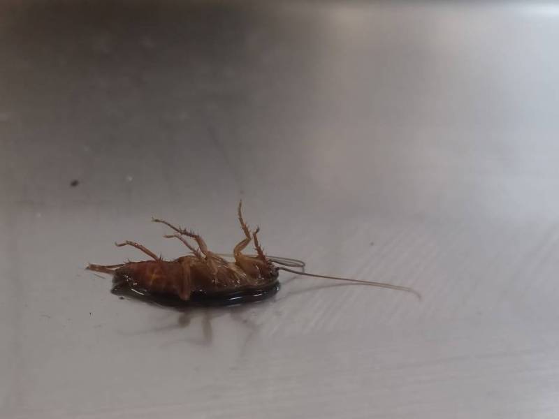 traitement en urgence contre les blattes dans un restaurant près de Lyon dans le Rhône