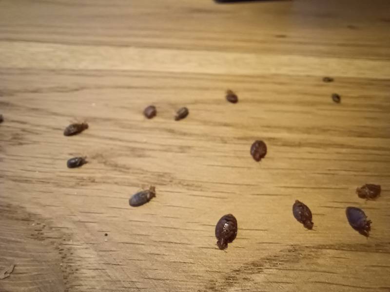 urgence punaises de lit à Oullins traitement professionnel rapide efficace en urgence