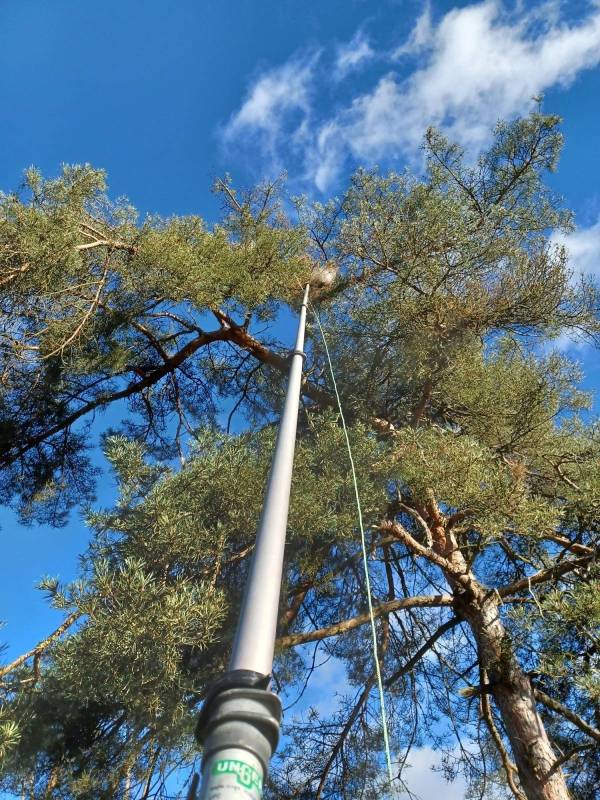 Traitement et intervention chenilles processionnaires Craponne près de Lyon Rhône échenillage pose de piège