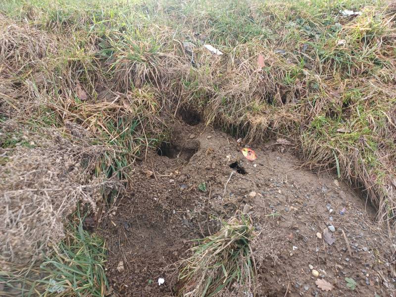 Traitement contre des rats dératisation d'espaces verts à Lyon et dans toute la région Lyonnaise