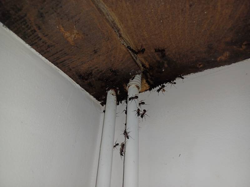 Intervention et traitement efficace et pas cher contre les fourmis à Vernaison près de Lyon dans le Rhône