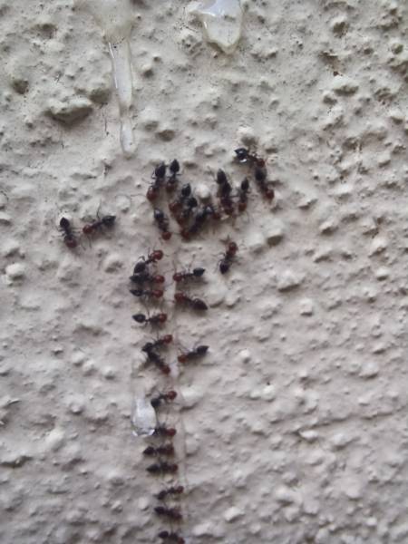 traitement professionnel fourmis charpentières Mornant Lyon 