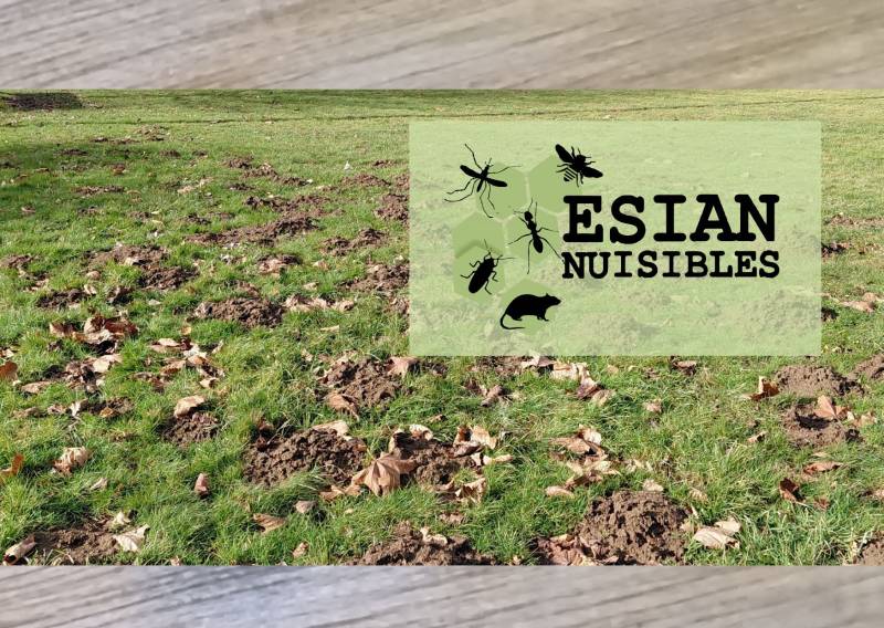 Taupier professionnel à Messimy près de Lyon dans le Rhône pas cher et efficace