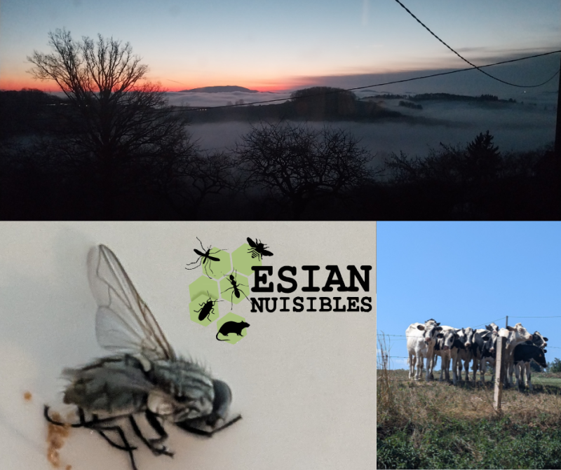 Outils de lutte contre la dermatose nodulaire dans les Monts Du Lyonnais dans le Rhône