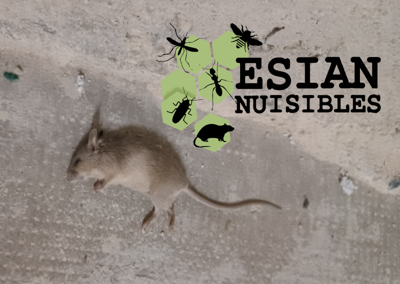 Dératiseur professionnel intervention rapide efficace à prix raisonnable Lyon Villefranche Givors