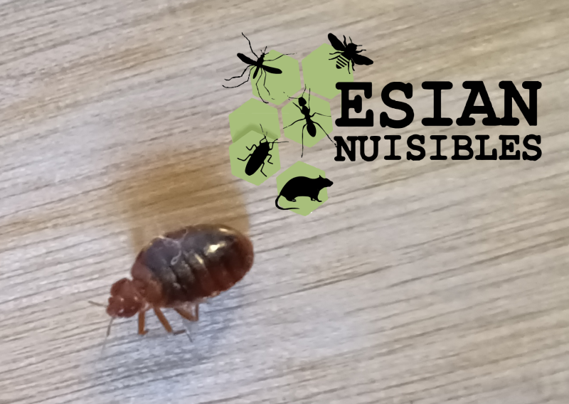 Traitement punaises de lit chimique vapeur Pierre-Bénite près de Lyon Rhône ESIAN Nuisibles