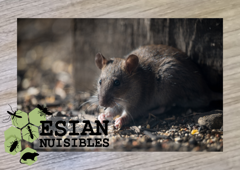 Traitement annuel contre les rongeurs plan de lutte contre les nuisibles Monts du Lyonnais Mornant intervention rapide