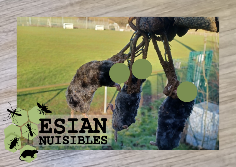 Taupier dans les Monts Du Lyonnais près de Duerne et Mornant : intervention contre les taupes