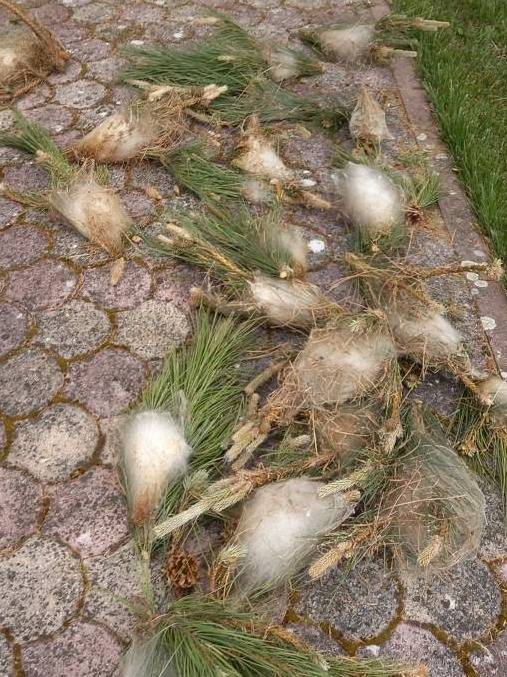 Chenilles processionnaires