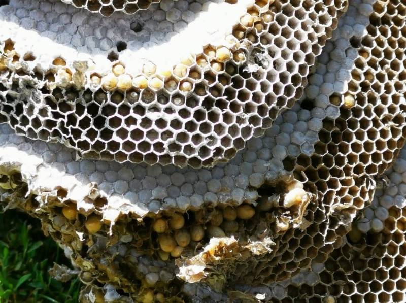 ESIAN Nuisibles intervient à Lyon dans tout le département du Rhône contre les guêpes et les frelons