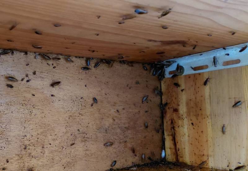 traitement professionnel pour grosse infestation de cafards à Caluire près de Lyon dans le Rhône