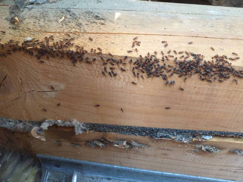 Fourmis charpentières