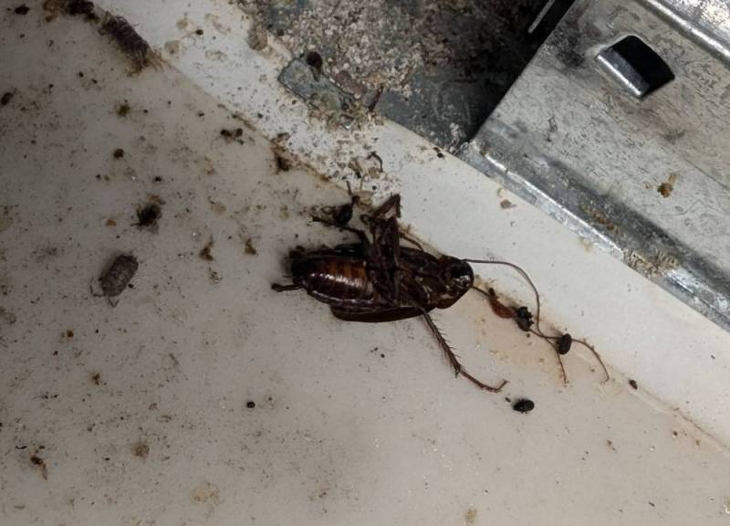 Traitement contre les blattes et ou cafards avant vente immobilière à Villeurbanne près de Lyon