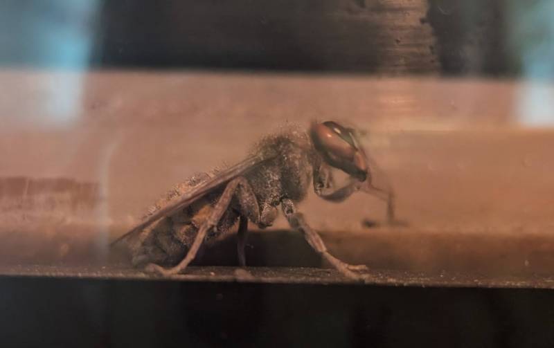 intervention traitement nid frelon européen dans une cheminée à Limonest