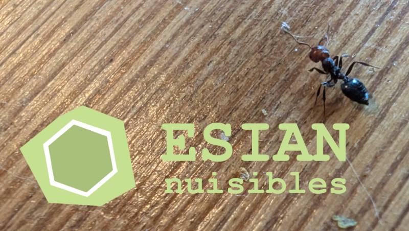 Intervention et traitement fourmis charpentières dans une maison moderne à Francheville près de Lyon