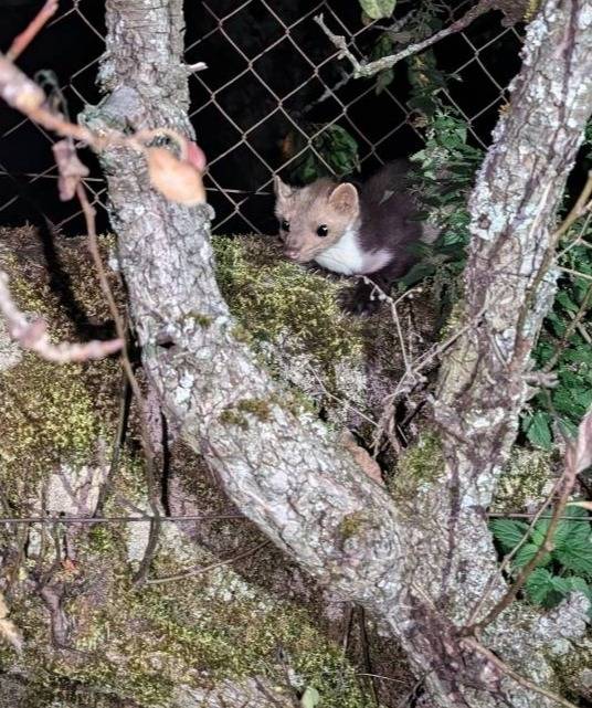 Intervention et traitement répulsif contre des fouines à Duerne près de Lyon Rhône