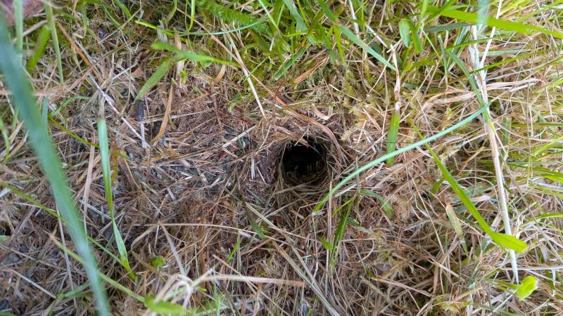 Traitement dératisation infestation de rats jardin Thurins proche Lyon Rhône