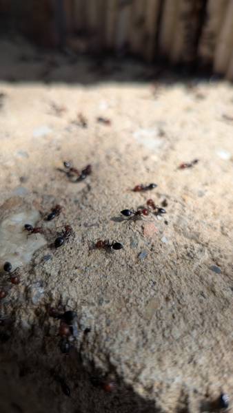traitement d'une infestation de fourmis charpentières à Chaponost près de Lyon