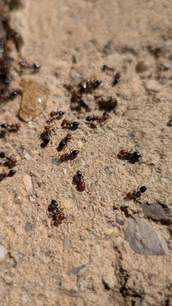 Traitement contre les fourmis à Brindas dans le Rhône près de Lyon