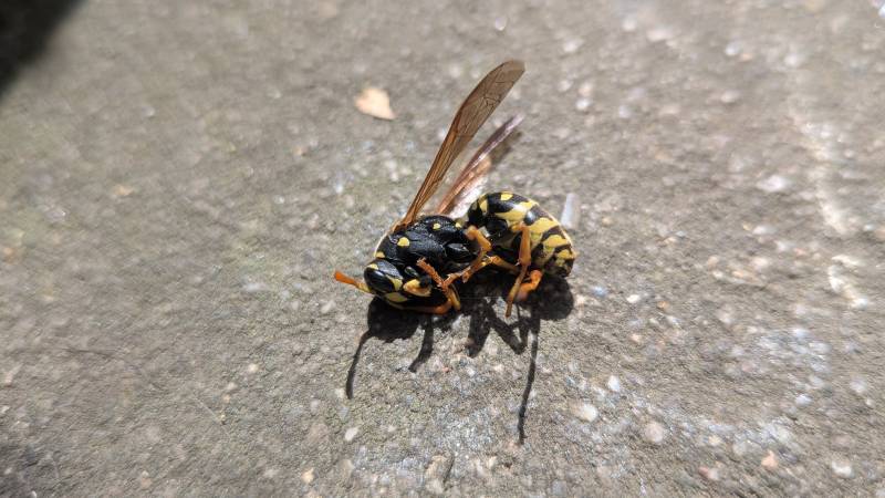 Traitement professionnel désinsectisation nid de guêpes Bron proche Lyon Rhône ESIAN Nuisibles