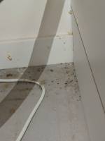 Notre zone d'activité pour ce service Entreprise est spécialisée dans la lutte contre les rats, les souris et les autres rongeurs à