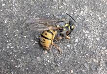 Notre zone d'activité pour ce service Contrat d'entretien pour la dératisation et l'élimination des blattes dans un restaurant à